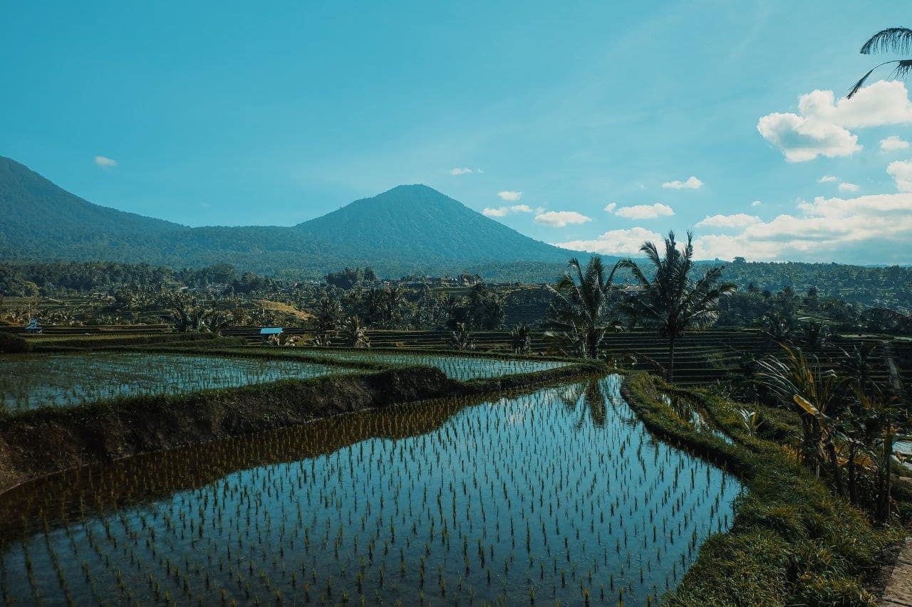 Jatiluwih Rice Terrace in Bali