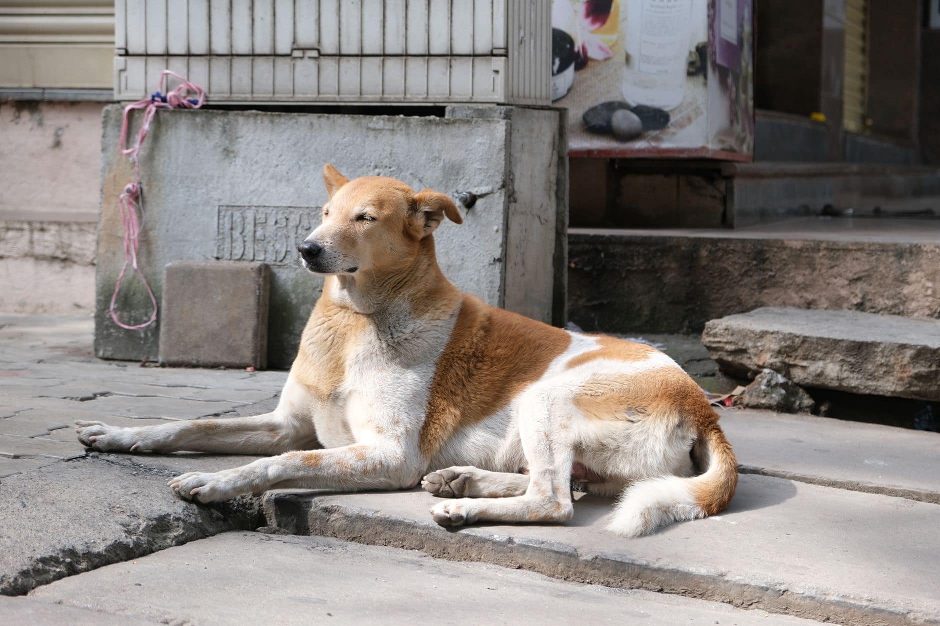 Rabies in Bali