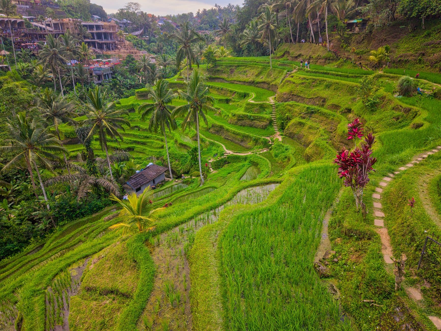 Rice field scooter loops in Bali