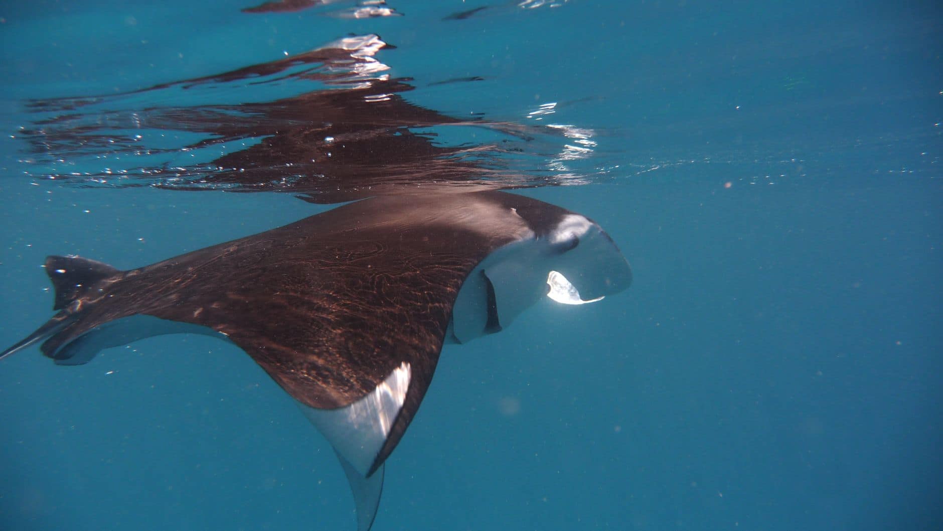 Snorkeller floating in deep blue water above a large marine animal in Indonesia