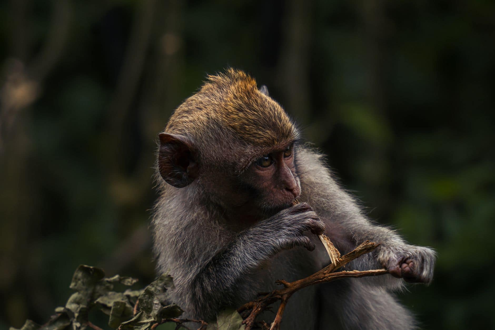 Sacred Monkey Forest Sanctuary in Bali