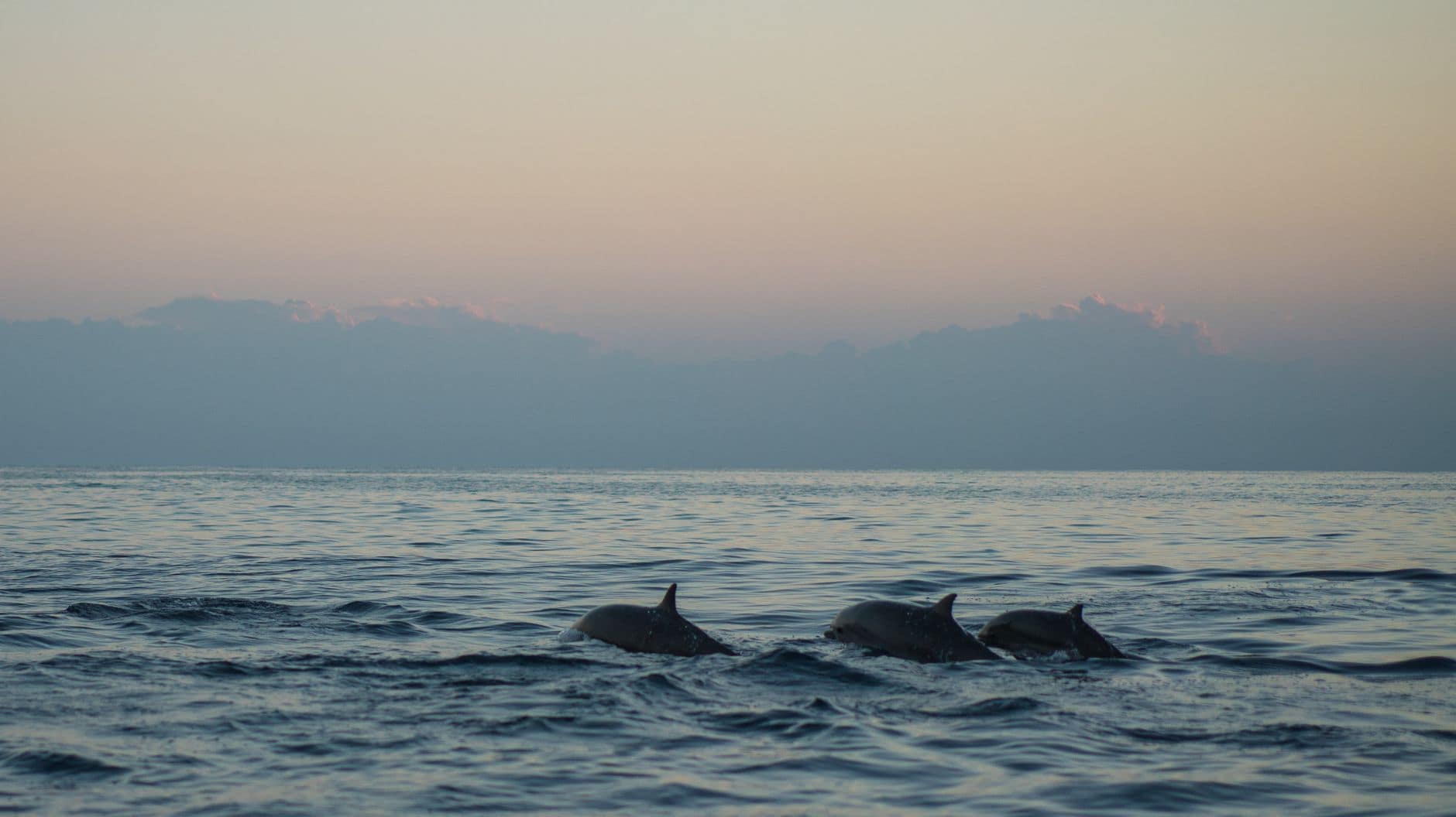 Spinner dolphins leaping at sunrise off Lovina, north Bali