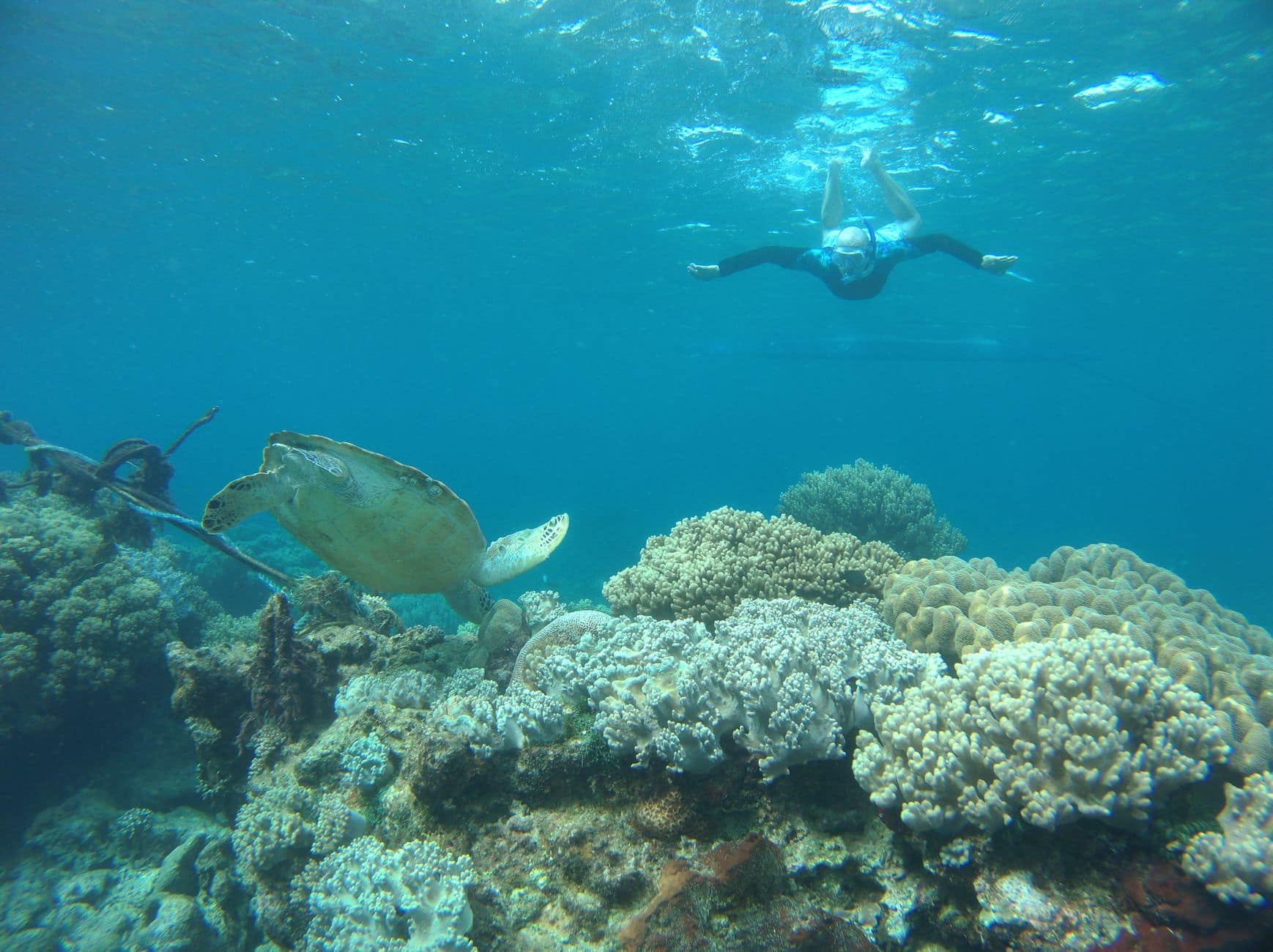 Snorkeling with a green sea turtle in the Gili Islands