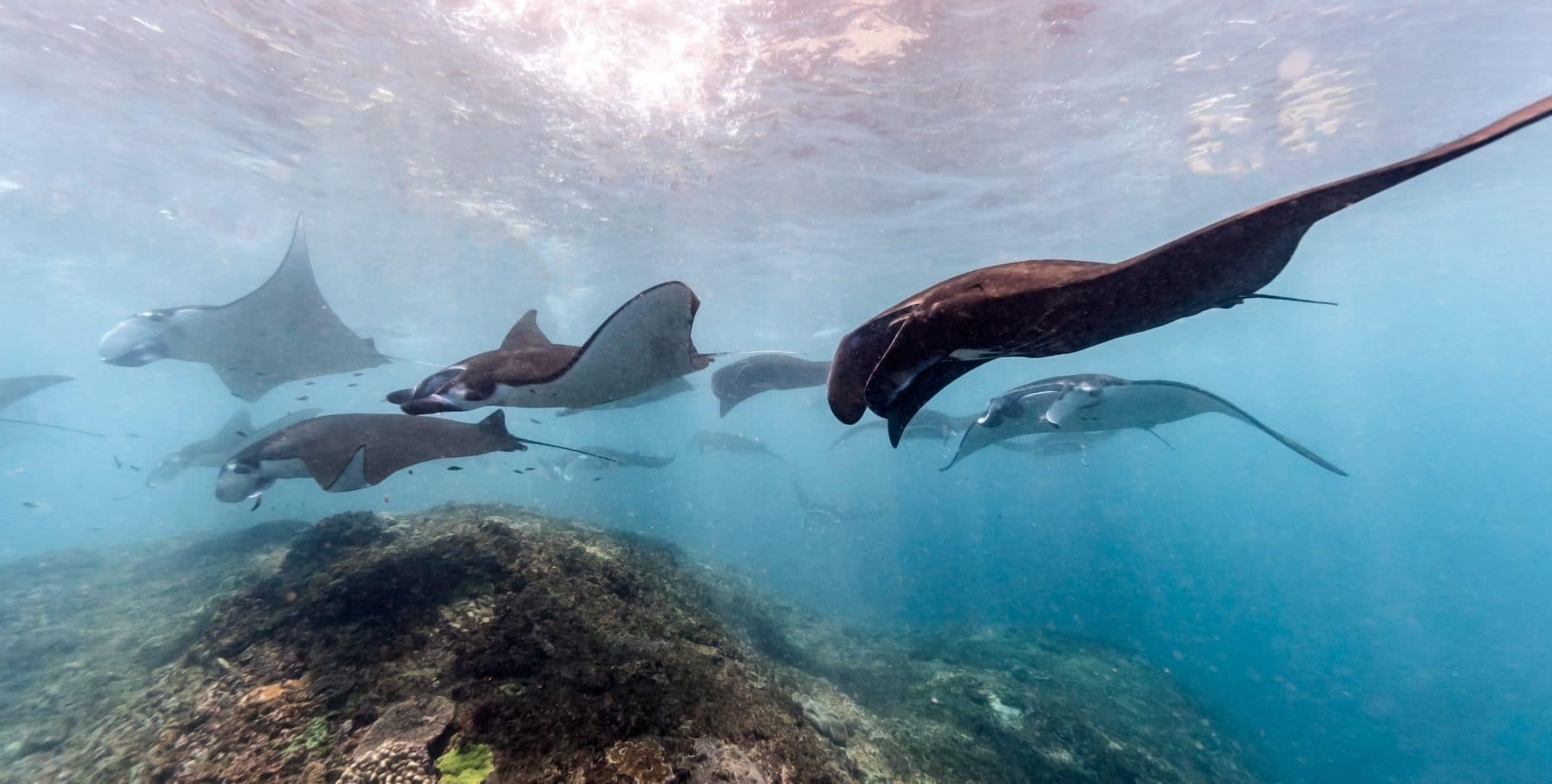 Oceanic manta ray gliding over the reef at Manta Point, Nusa Penida