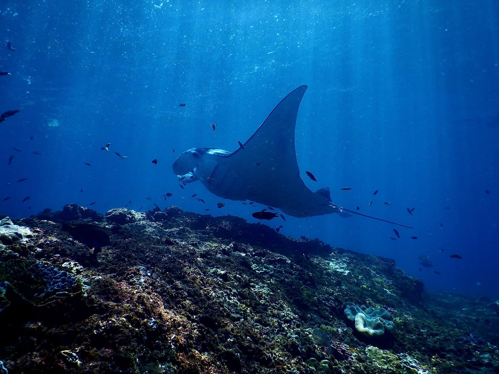 Snorkeler swimming with a manta ray at Manta Point, Nusa Penida