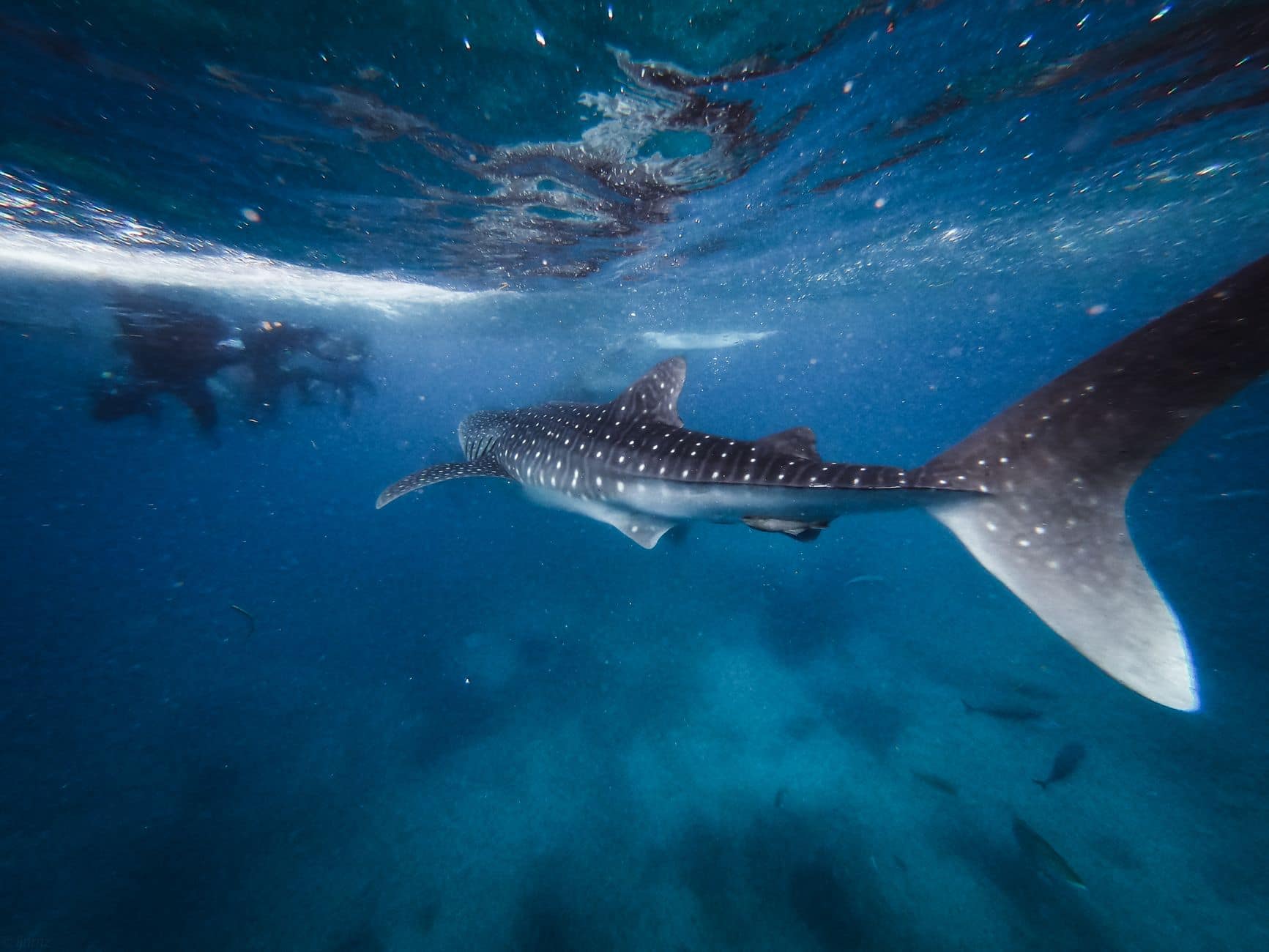Snorkeler beside a whale shark in Saleh Bay, Sumbawa